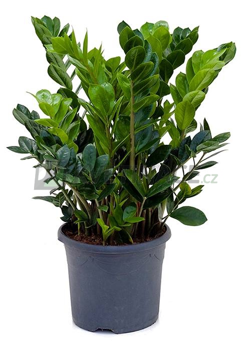 Živé květiny - Zamioculcas zamiifolia 26x70cm