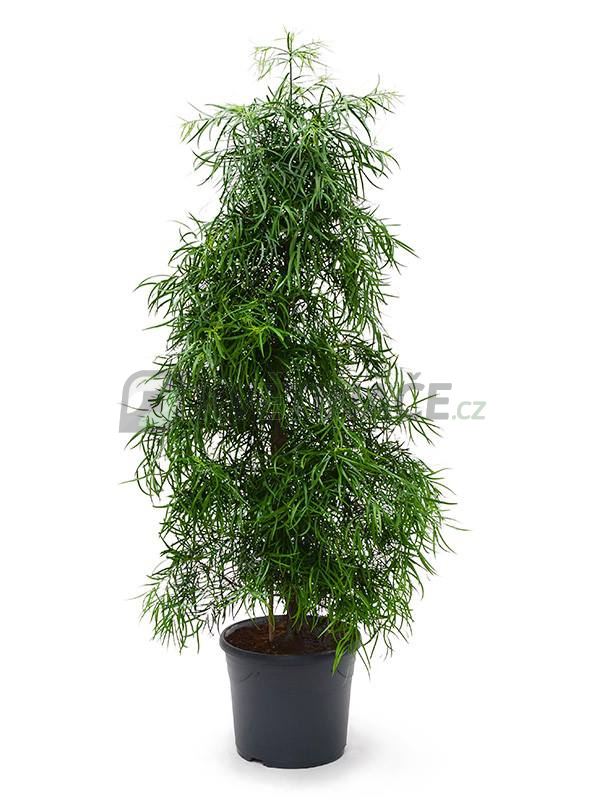 Živé květiny - Podocarpus Gracilor 31x150cm