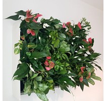 Živá zelená stěna základní set 100x82cm