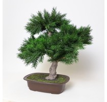 Umělá bonsaj pinus 48cm