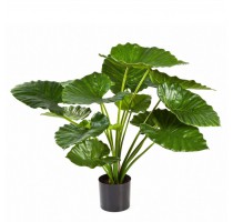 Alocasia Calidora 75cm