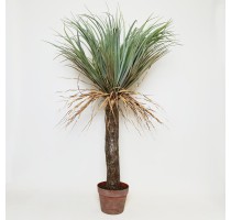 Umělá Yucca divoká 110cm