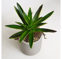 Umělé Aloe zelené 25cm