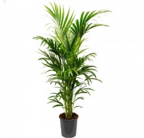 Kentia Howea 10pp Forsteriana 27x170cm
