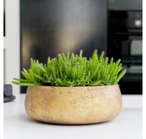 Eco-line Bonsai mísa Gold 35x13cm