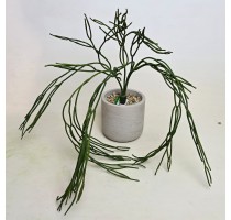 Umělý Rhipsalis Bush 65cm