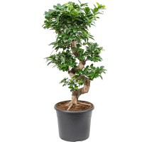 Ficus microcarpa compacta 26x60cm