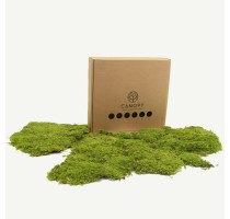 Stabilizovaný mech Rock Moss Box 63x63 cm