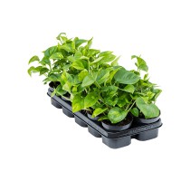 Scindapsus Epipremnum Global Green 12x25cm