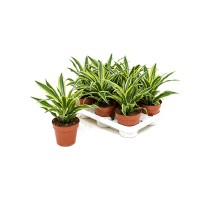 Dracaena fragrans Surprise 12x25cm