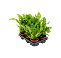 Asplenium nidus Campio 12x30cm