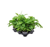 Monstera obliqua 12x35cm