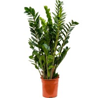 Zamioculcas zamiifolia 24x80cm