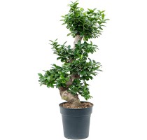 Ficus microcarpa compacta 24x85cm