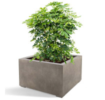 D-lite Cube Low S Natural Concrete 60x60x40cm