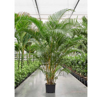 Areca Lutescens (chrysalidocarpus) 34x200cm