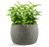 D-lite Barel Natural Concrete 50x31cm