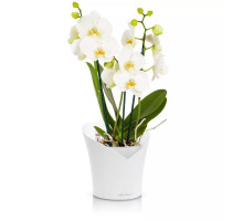 Lechuza Orchidea White mat komplet
