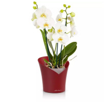 Lechuza Orchidea Scarlet mat komplet